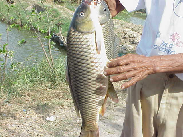 clip art fish dinner. clip art fish dinner.